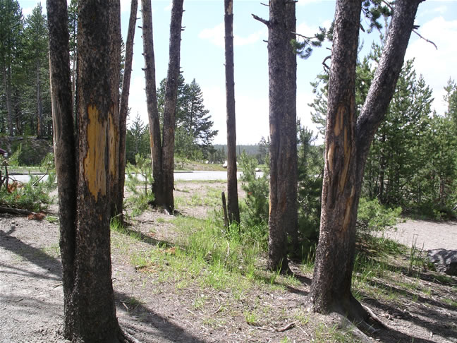 images/H-Bison job (1).jpg